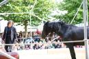 Ma Bete noire 10 * 4368 x 2912 * (4.5MB)